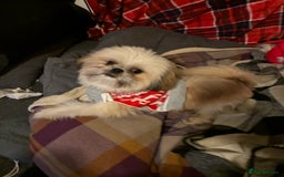 Shih Tzu dogs for sale: 2 snuggly gorgeous miniature shih tzu boys - Image 2