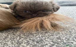 Shih Tzu dogs for sale: BLUE CARRING CHOC/LILAC IMPERIAL BOYS - Image 3