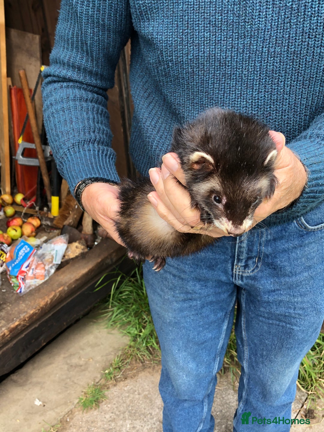 Ferret rodents for sale: For sale  - Image 2