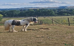 Irish Cob horses for sale: 13.3hh  coloured mare cob  - Image 2