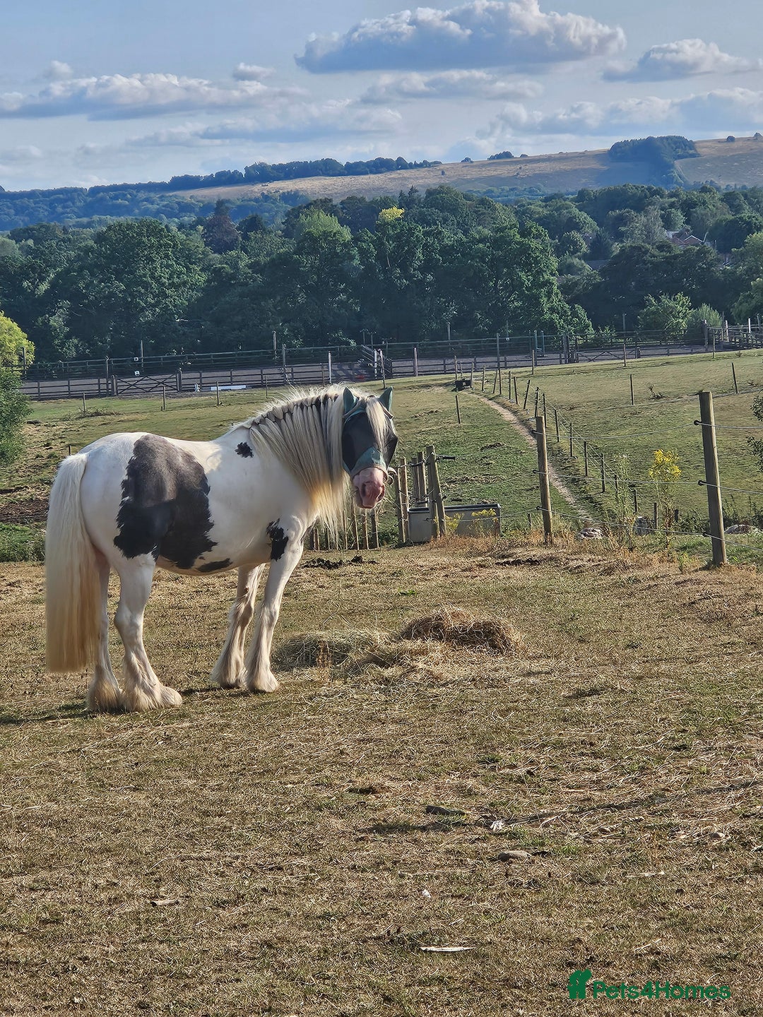 Irish Cob horses for sale: 13.3hh  coloured mare cob  - Image 2