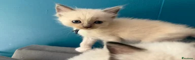 Ragdoll 1