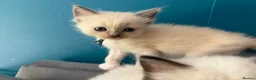 Ragdoll cats for sale: Beautiful kittens  - Advert 2