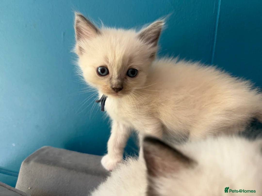 Ragdoll cats for sale: Beautiful kittens  - Advert 2