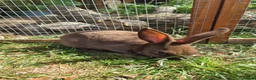 Rex rabbits for sale: Mini rex  - Advert 3