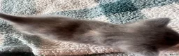British Shorthair cats for sale: Rare Grey/ginger tortoiseshell kittens - Advert 7