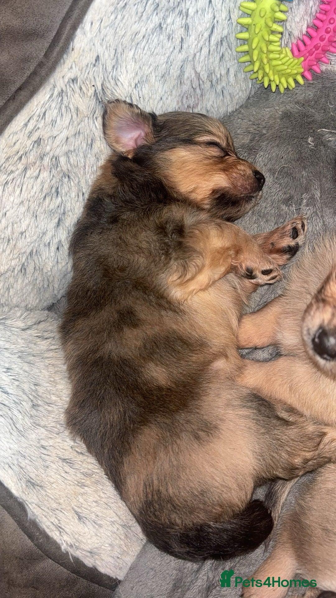 Chihuahua dogs for sale: MERLE CHIHUAHUAS 🐶 2 BOYS 1 GIRL STILL AVAILABLE - Advert 11