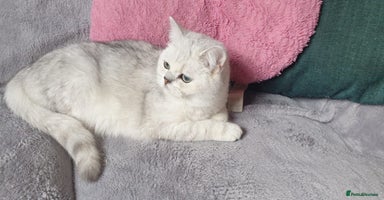 British Shorthair cats in Lancaster - Advert 10