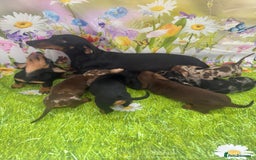 Miniature Dachshund dogs for sale: Beautiful miniature dachshund puppies - Image 13