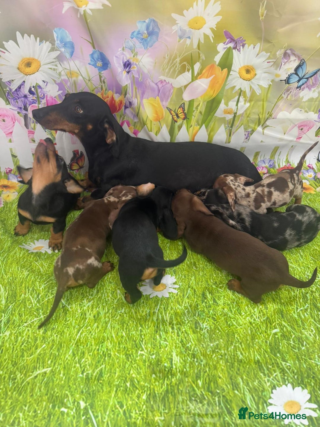 Miniature Dachshund dogs for sale: Beautiful miniature dachshund puppies - Image 13