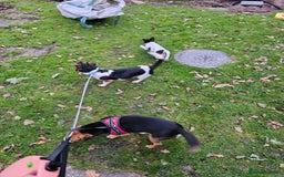 Jack Russell dogs for sale: Chasca - Image 2
