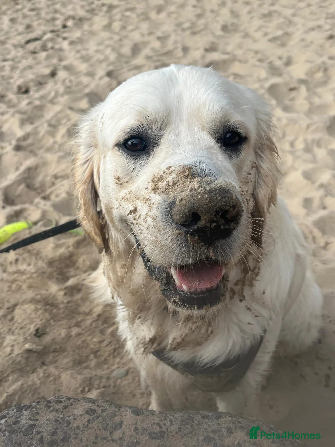 Golden Retriever dogs for stud: Golden retriever for stud  in Aberdare - Advert 4