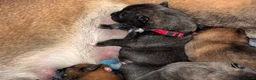 Belgian Shepherd Dog dogs for sale: Health tested dark stable but able Malinois  - Advert 5