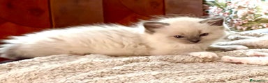 Ragdoll Kitten 2