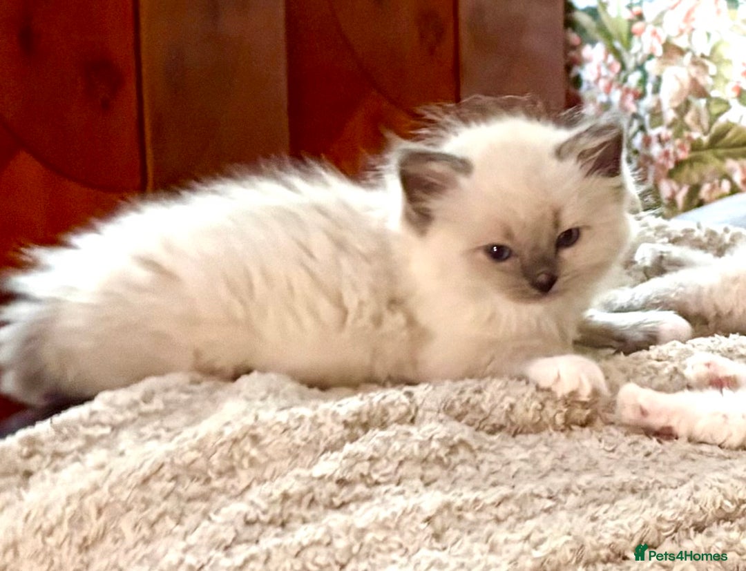 Ragdoll cats for sale: RAGDOLL KITTENS PURE BRED - Advert 12