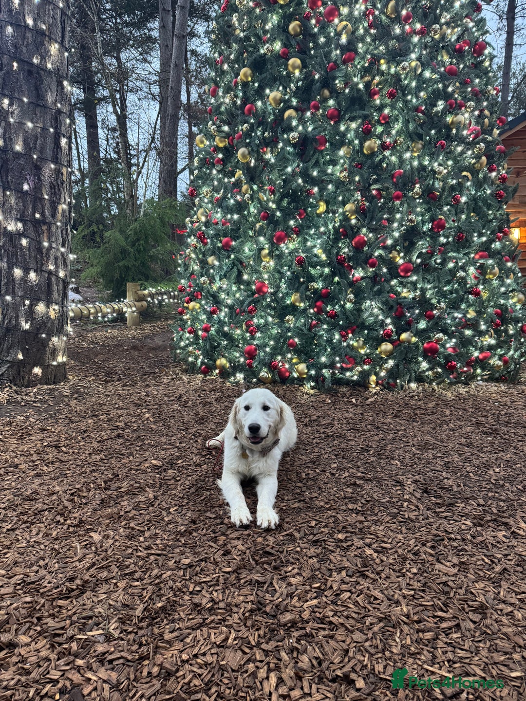 Golden Retriever dogs for sale: 1 year old advanced trained golden retriever  - Image 4