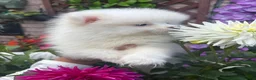 Pomeranian dogs for sale: Pomeranian puppies  - Advert 3