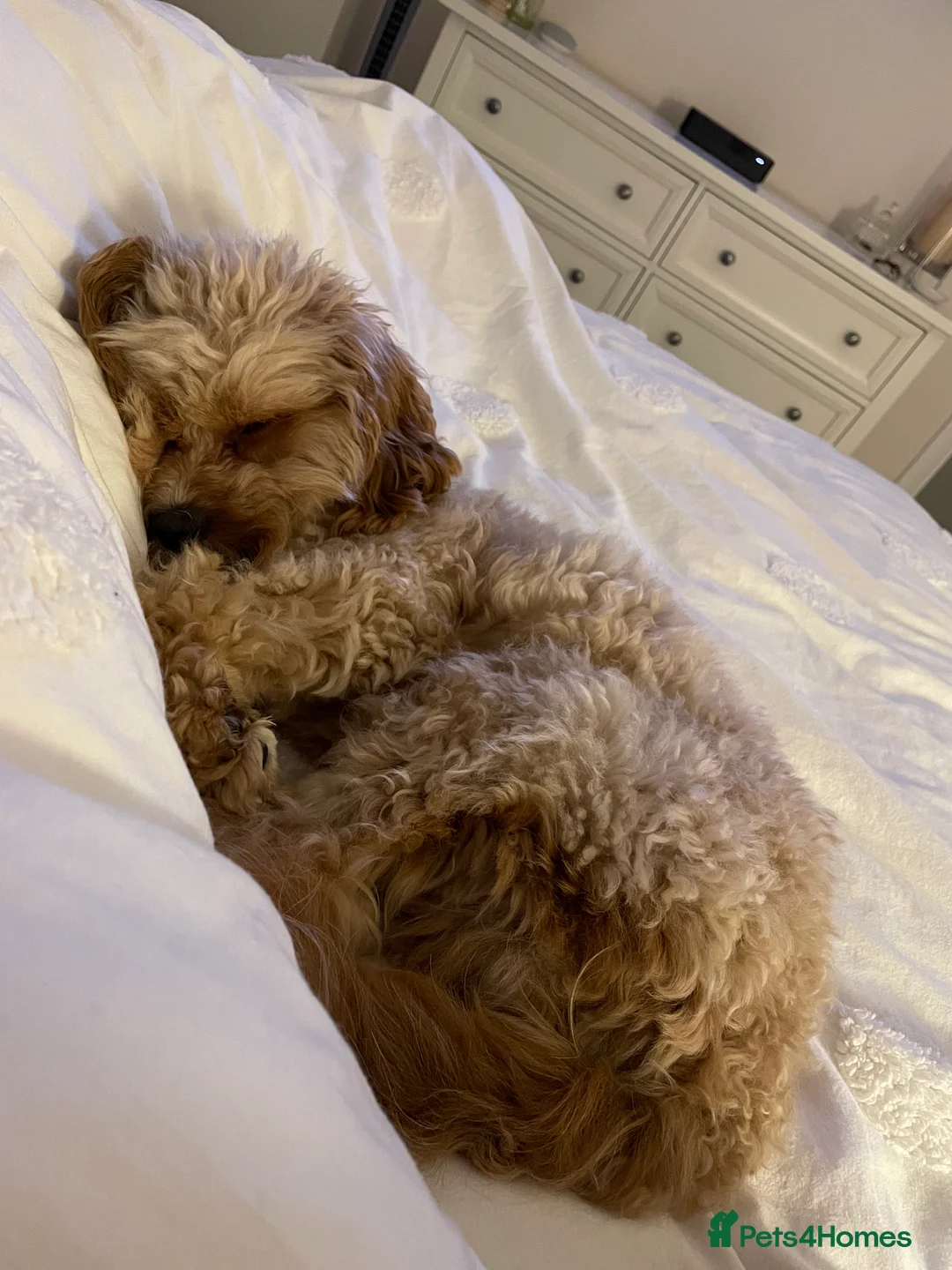 Cavapoo dogs for stud: Proven Toy Cavapoo Stud Extensively Health Checked in Preston - Advert 12