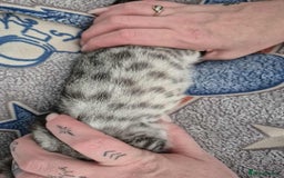 Mixed Breed cats for sale: Mixed bengal kittens  - Image 31