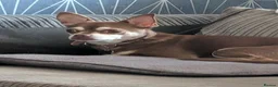 Mixed Breed dogs for sale: Peggy - Advert 5