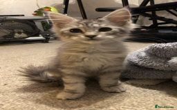 Maine Coon cats for sale: Maine coon kitten Female - Advert 4