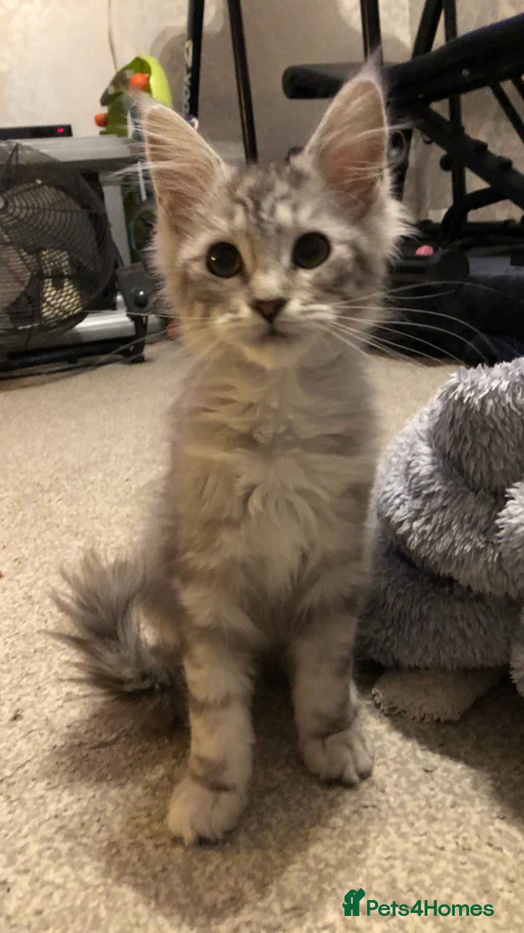 Maine Coon cats for sale: Maine coon kitten Female - Advert 4