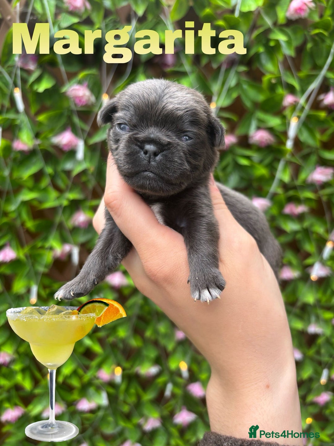 Pug dogs for sale: Kc registered pugs  - Image 8