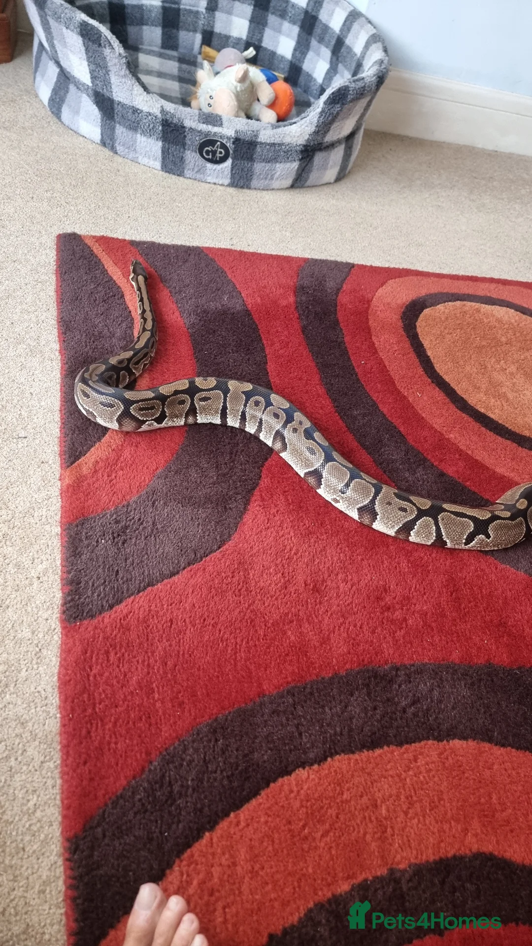 Python Snake reptiles for sale: Royal python with vivarium  in Newquay - Advert 2
