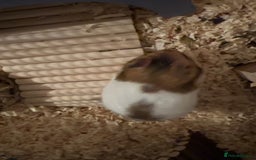 Hamster rodents for sale: Male Syrian Hamster - Image 5