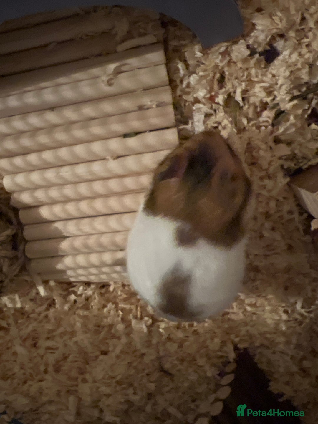 Hamster rodents for sale: Male Syrian Hamster - Image 5