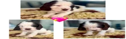 Cocker Spaniel dogs for sale: Stunning Litter of 8 show cocker spaniels  - Advert 4