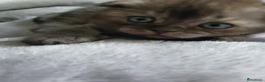 Scottish Fold Kitten 2