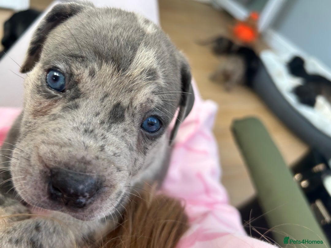 Mixed Breed dogs for sale: mastiff pups🐾 - Advert 4