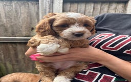 Cockapoo dogs for sale: Beautiful Cockapoo Puppies – Ready Soon  - Image 9