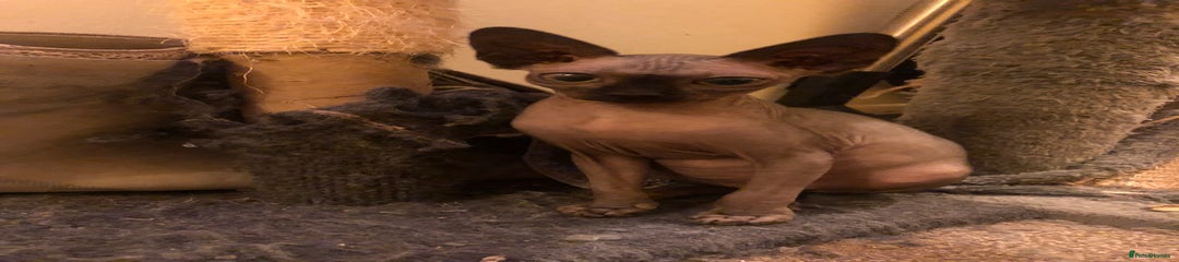 Sphynx Kitten 3