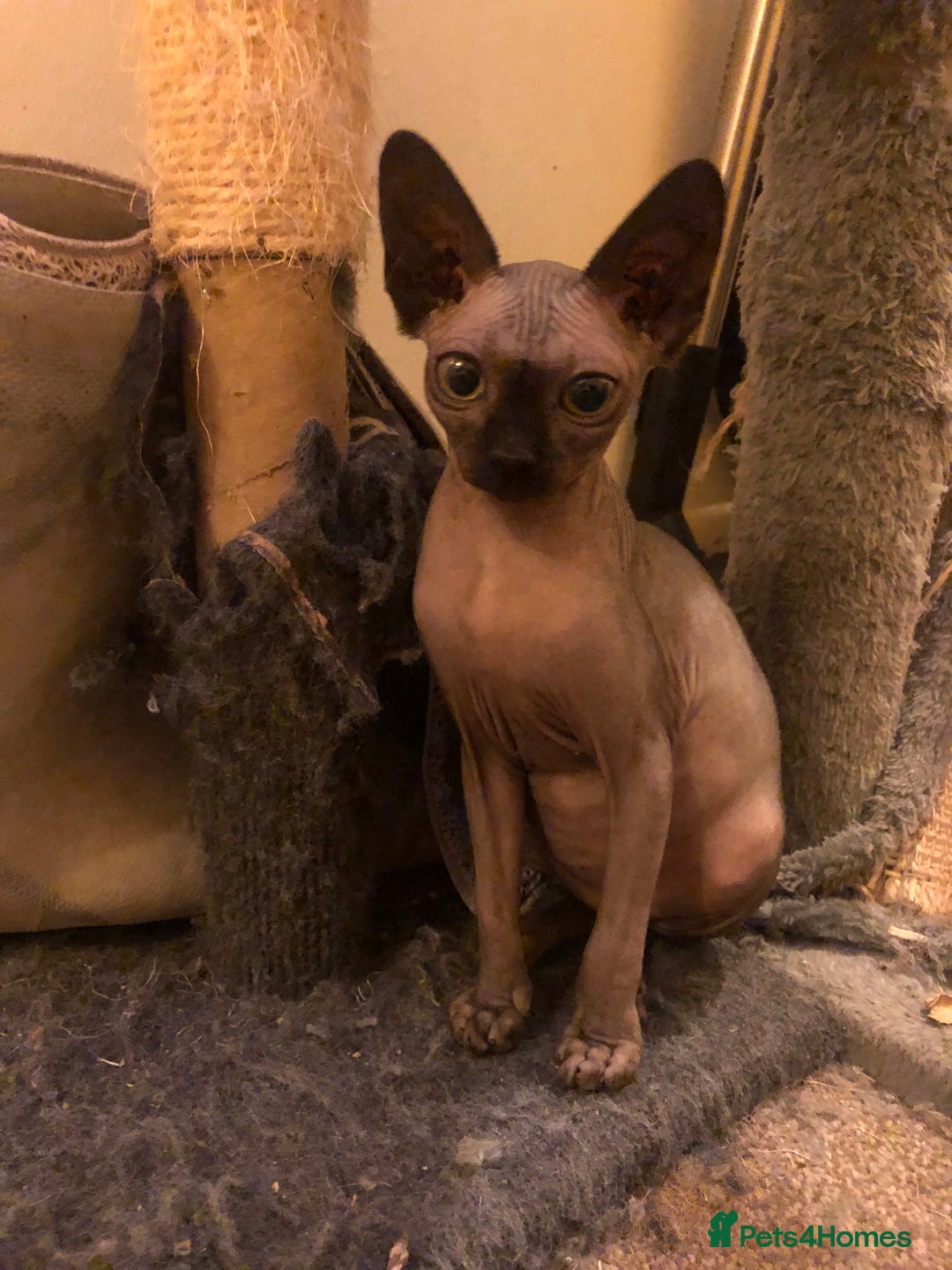 Sphynx cats for sale: I have a kitten of 4 Sphynx cat  - Image 3
