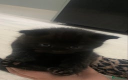 British Shorthair cats for sale: British short hair kittens  - Advert 6