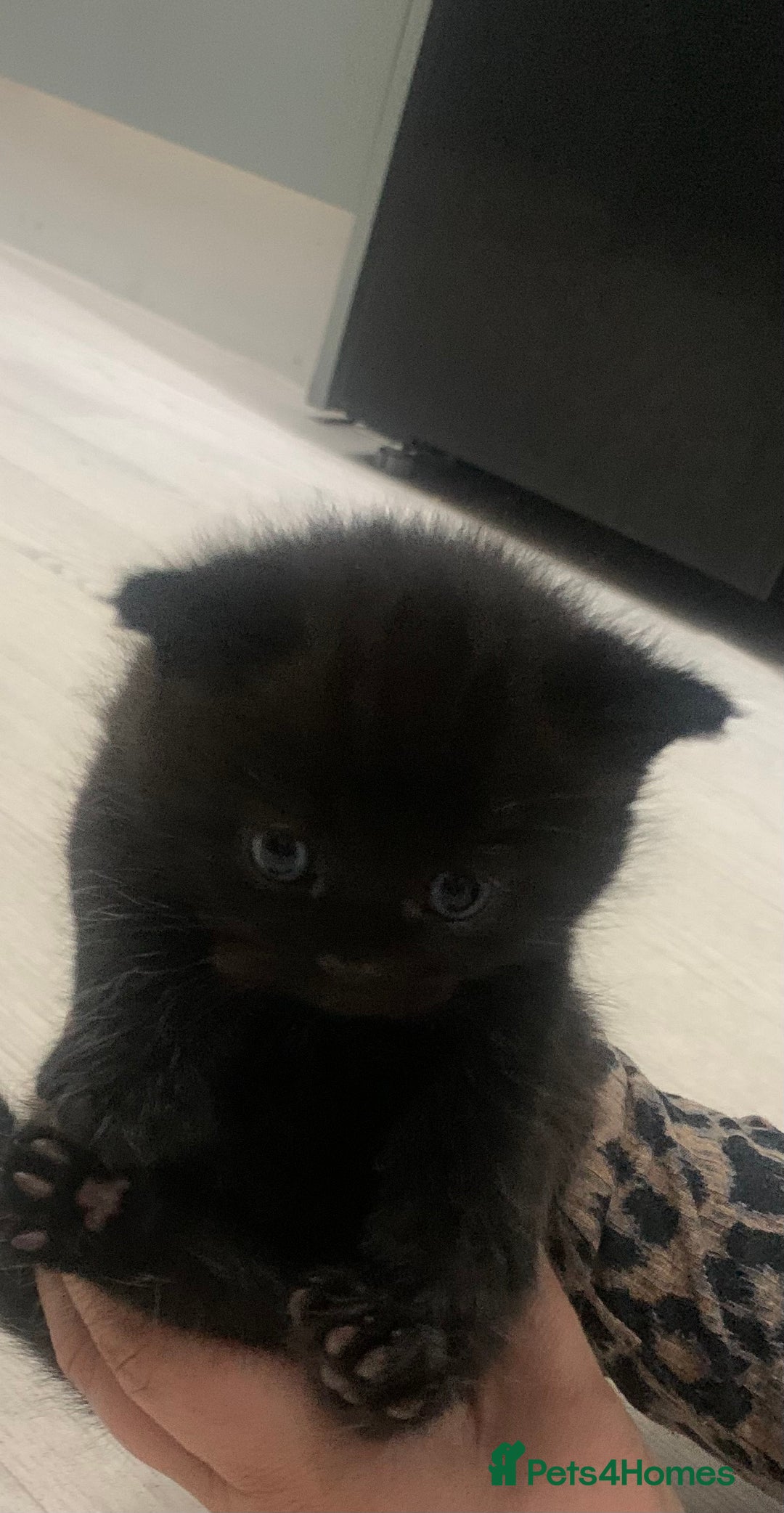 British Shorthair cats for sale: British short hair kittens  - Advert 6