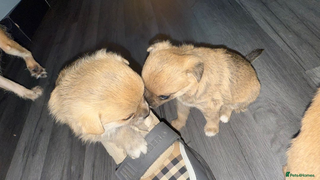 Mixed Breed dogs for sale: 3 puppy’s ready in Less than 4 weeks  - Image 17