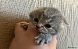 British Shorthair cats for sale: British shorthair kittens - Image 3