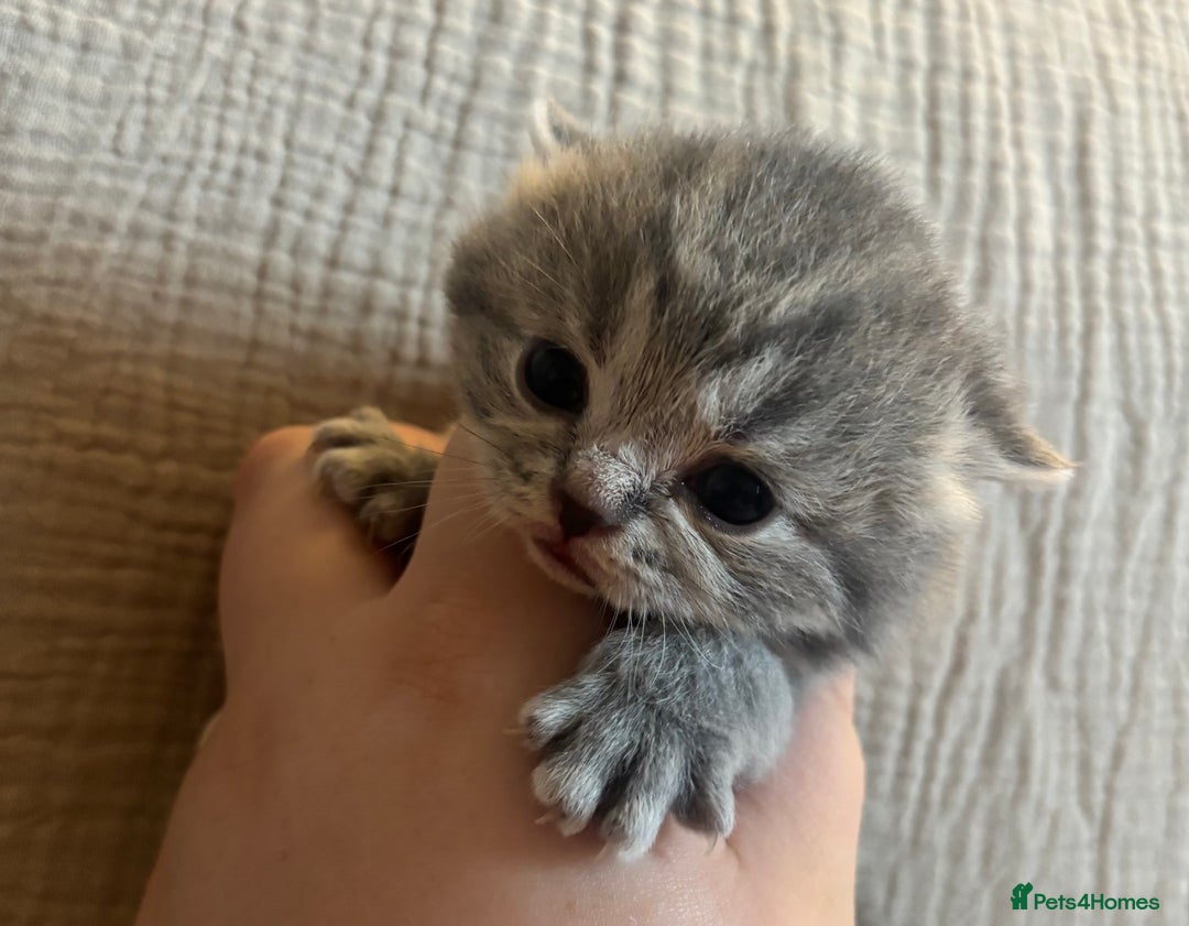 British Shorthair cats for sale: British shorthair kittens - Image 3