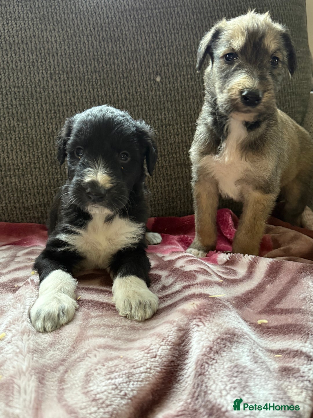 Lurcher dogs for sale: Beautiful woolly coated lurcher pups  - Advert 11