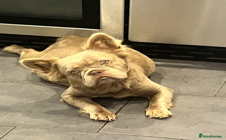 French Bulldog dogs - Advert 16