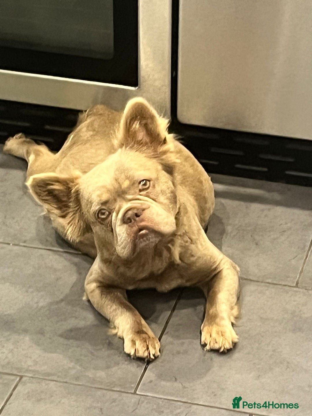 French Bulldog dogs for sale: Fluffy French bulldog  - Image 1