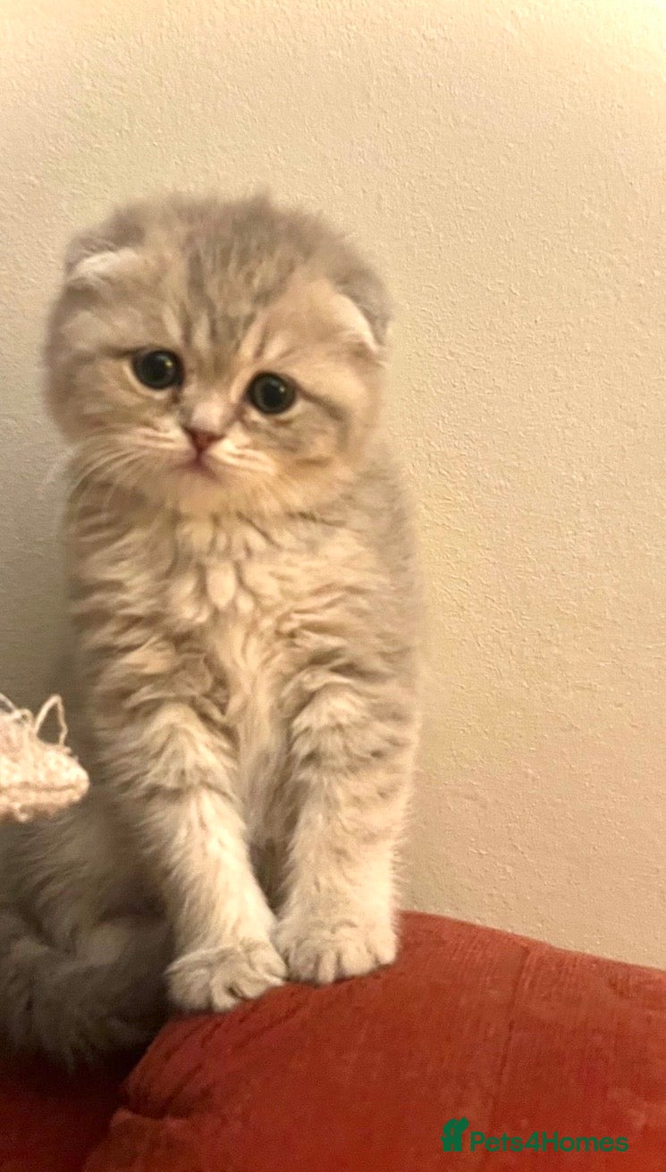 Scottish Fold cats Luxury Scottish folded NY12 ready to going.  - Advert 15