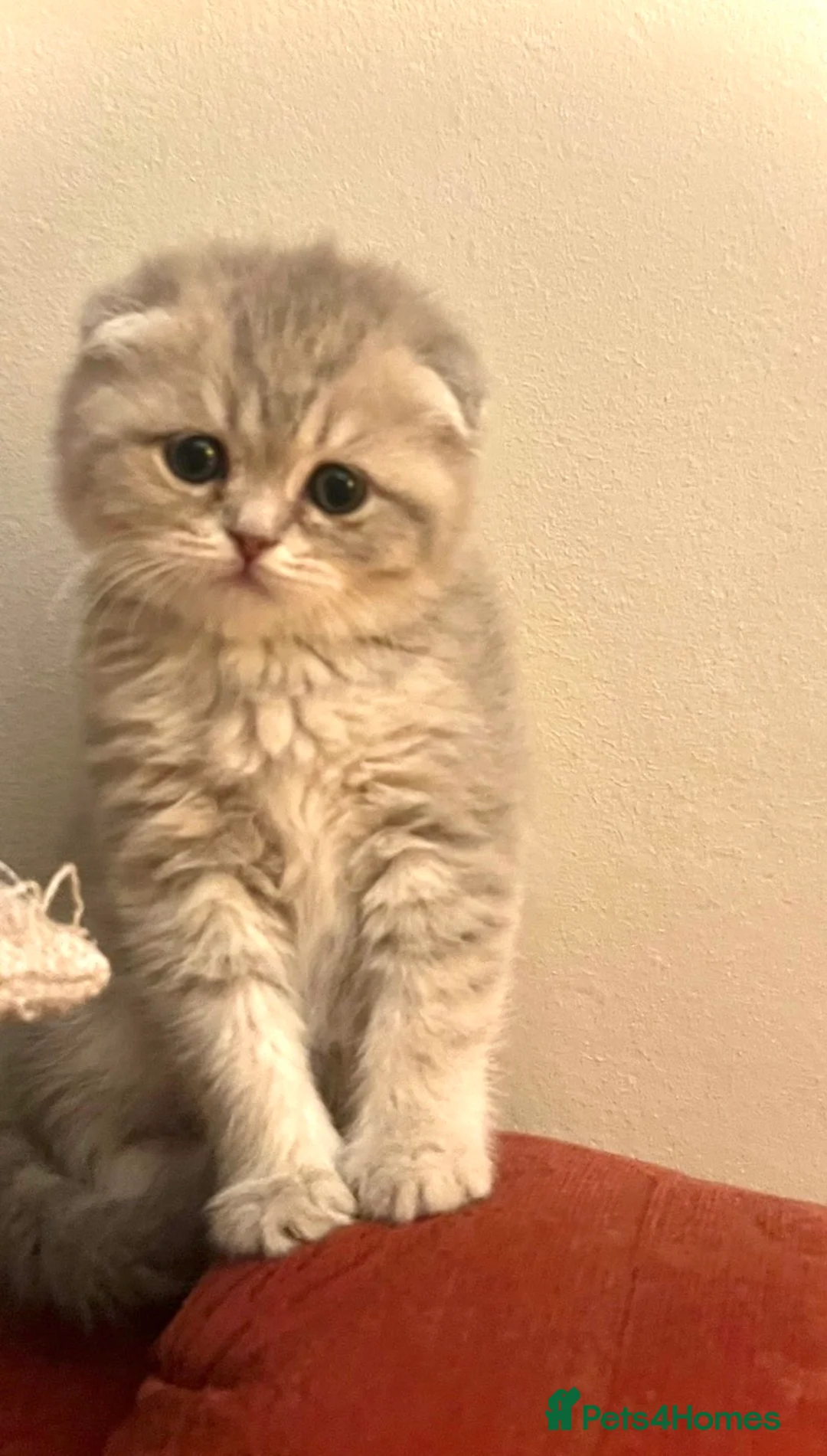 Scottish Fold cats for sale: Luxury Scottish folded NY12 ready to going.  - Advert 2