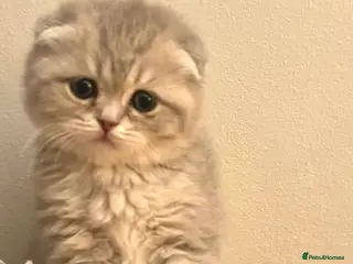 Scottish Fold cats Luxury Scottish folded NY12 ready to going. - Advert 15