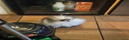 Pomeranian dogs for sale: KC registered Pomeranian Puppies for sale  - Advert 18