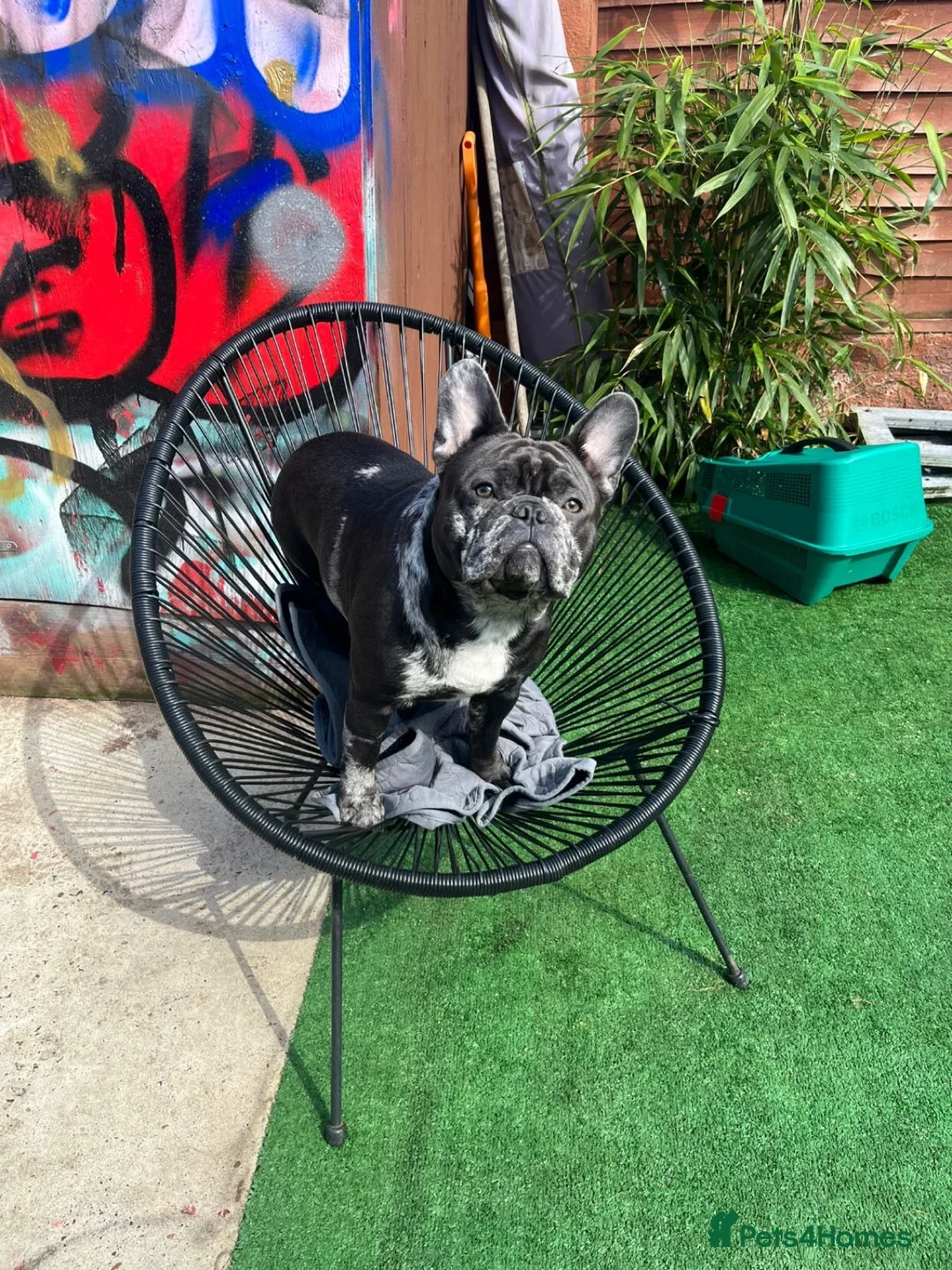 French Bulldog dogs for stud: Mr Zeus - Advert 2