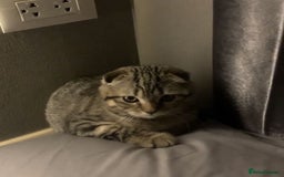 Scottish Fold cats for sale: Scottish fold male in Bedworth - Image 1